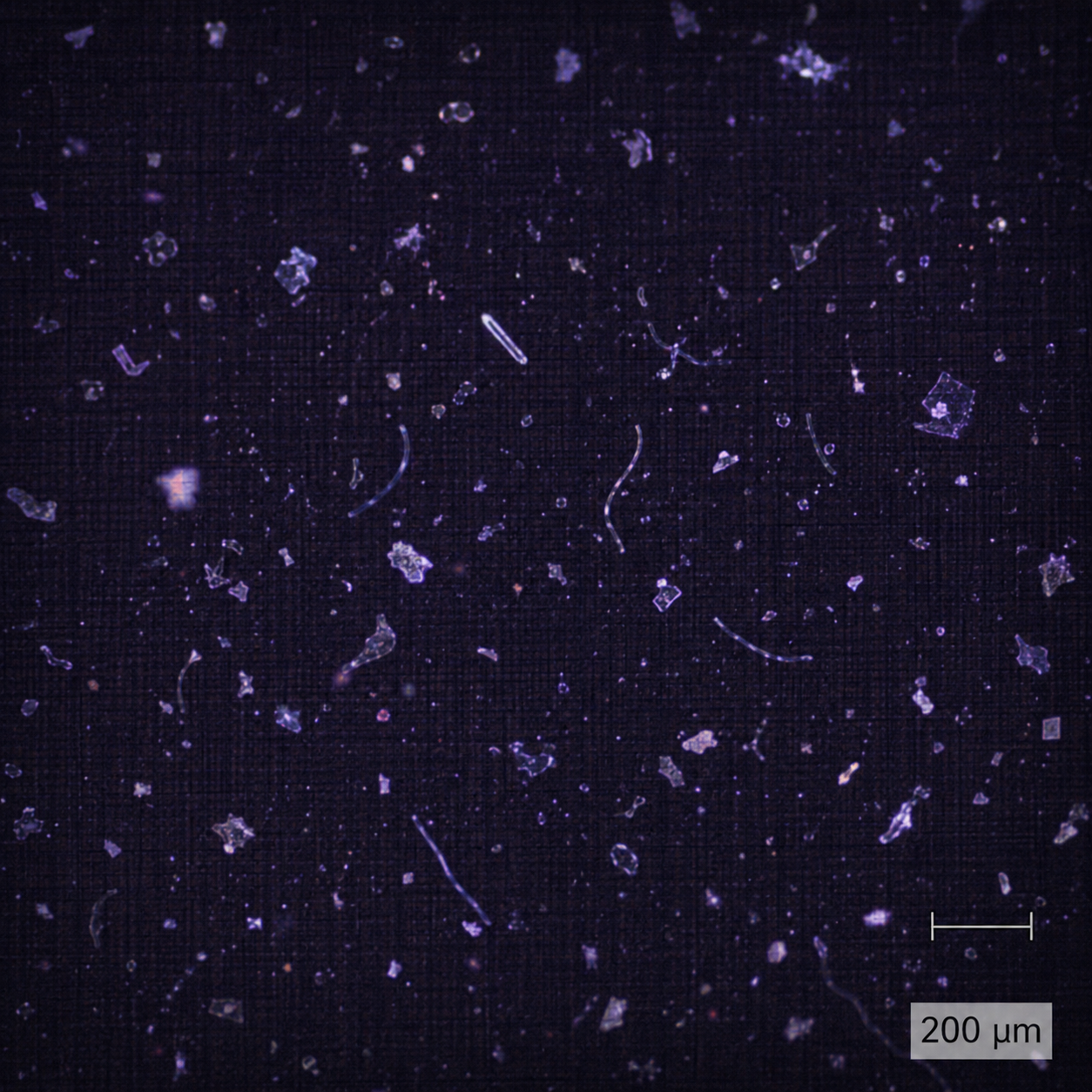 Klar2O Wasserlabor Mikroskopaufnahme von Mikroplastik-Partikeln in einer Wasserprobe mit 200-µm-Maßstab zur Laboranalyse.