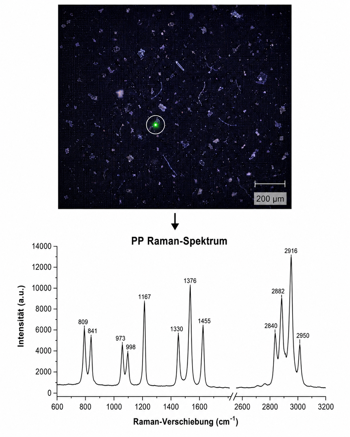 Klar2O Wasserlabor Analyse von Mikroplastik mit Mikroskopaufnahme und PP-Raman-Spektrum zur Identifikation von Polypropylen im Wasser